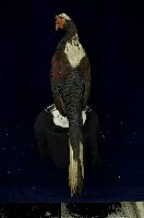 藍腹鷴藏品圖，第5張